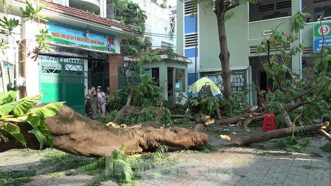 Phượng vỹ nguy hiểm dễ gãy, đổ nhánh: Sao còn trồng trong sân trường? ảnh 2