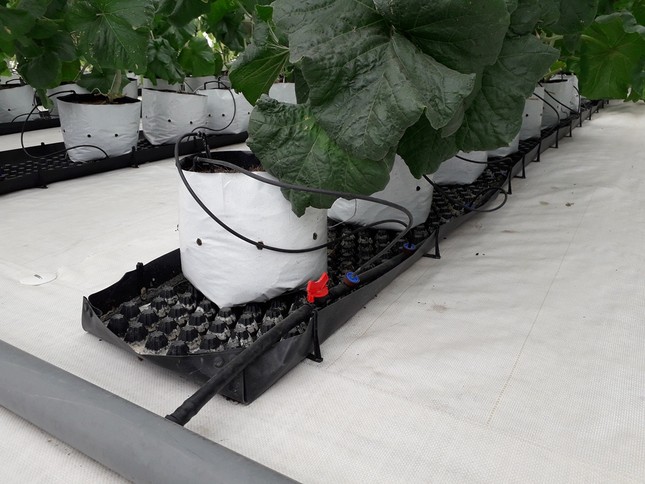 Sản xuất rau quả sạch trên bãi rác ở TPHCM ảnh 9