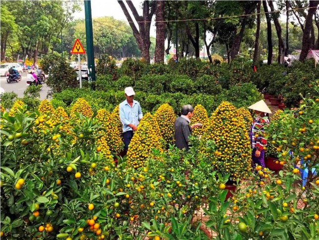 TPHCM kêu gọi người dân giải cứu hoa Tết ảnh 1