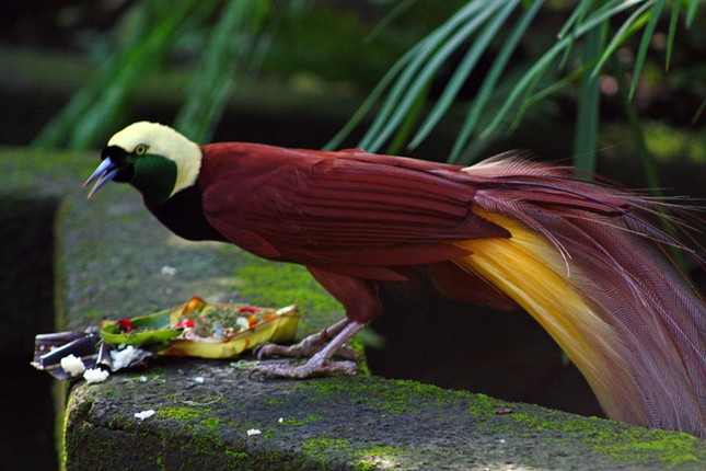 Khám phá thú vị về loài chim thiên đường đẹp nhất thế giới ảnh 3