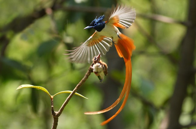 Khám phá thú vị về loài chim thiên đường đẹp nhất thế giới ảnh 5