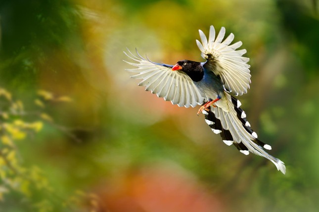 Khám phá thú vị về loài chim thiên đường đẹp nhất thế giới ảnh 6