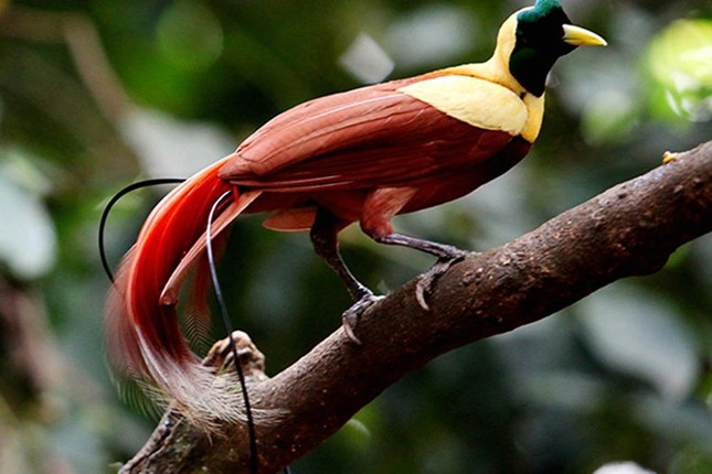 Khám phá thú vị về loài chim thiên đường đẹp nhất thế giới ảnh 7