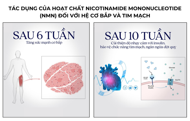 Bổ sung NMN hỗ trợ tăng cường sức mạnh và hiệu suất cơ bắp ở nam giới trung niên ảnh 2