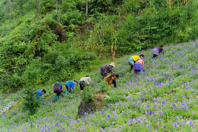 Nam Dược – phát triển vùng trồng chuẩn quốc tế, bảo tồn nguồn gen dược liệu, giúp xóa đói giảm nghèo ảnh 2