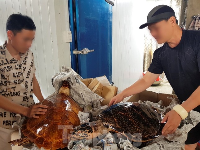 Bắt quả tang vụ buôn bán rùa biển quy mô lớn ảnh 1