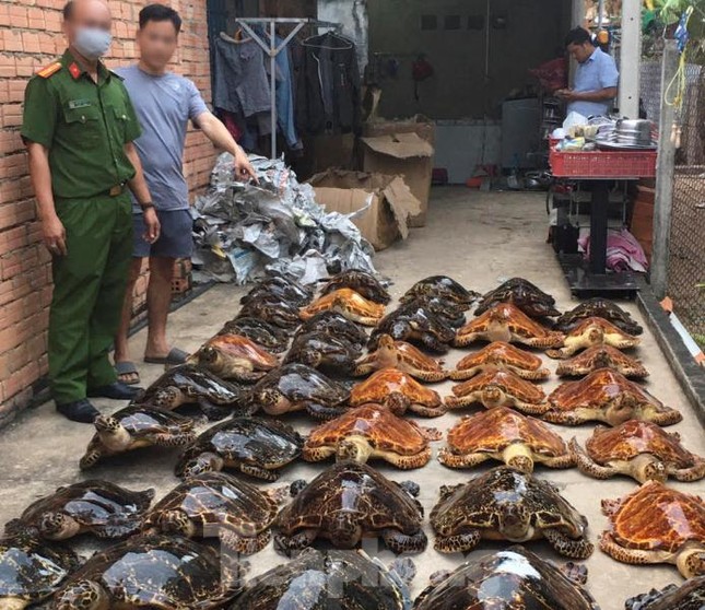 Bắt quả tang vụ buôn bán rùa biển quy mô lớn ảnh 3
