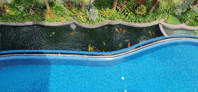 Biệt thự chuồn chuồn kết hợp bể bơi vô cực và hồ cá Koi ảnh 9