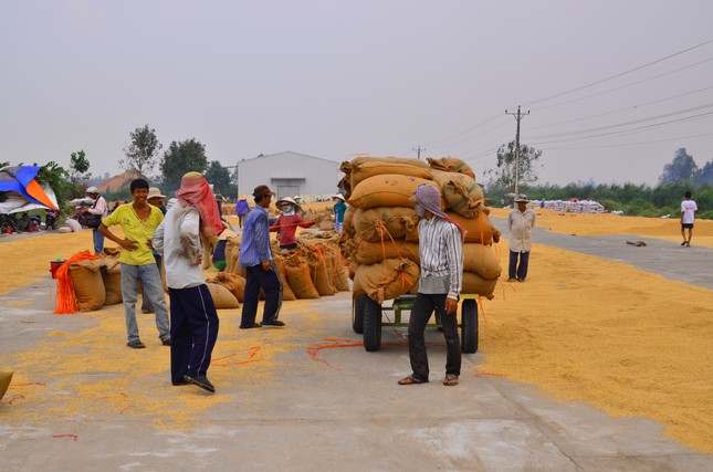 Doanh nghiệp đề nghị kiểm tra việc Hải quan mở tờ khai xuất khẩu gạo lúc 0 giờ ảnh 1