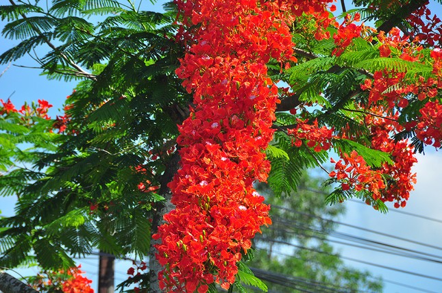 Ngỡ ngàng con đường hoa phượng tuyệt đẹp ở Hậu Giang ảnh 4