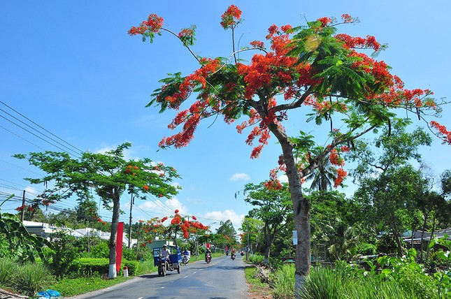Ngỡ ngàng con đường hoa phượng tuyệt đẹp ở Hậu Giang ảnh 8