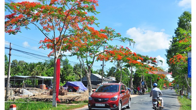 Ngỡ ngàng con đường hoa phượng tuyệt đẹp ở Hậu Giang ảnh 10