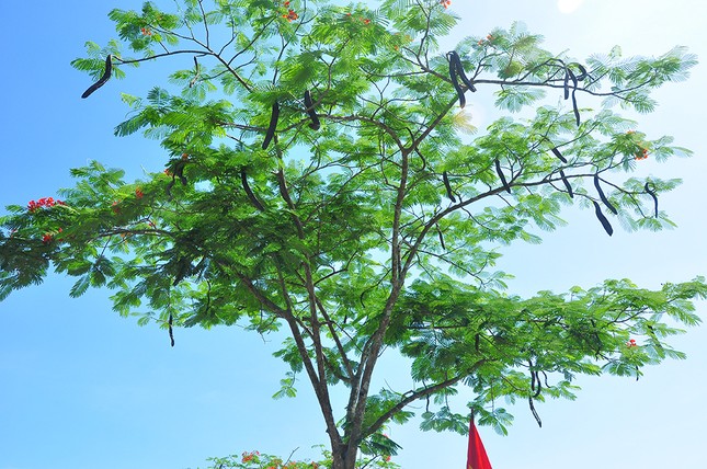 Ngỡ ngàng con đường hoa phượng tuyệt đẹp ở Hậu Giang ảnh 6