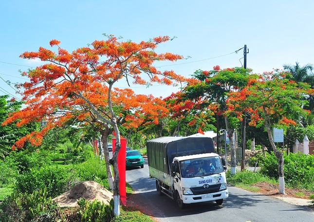 Ngỡ ngàng con đường hoa phượng tuyệt đẹp ở Hậu Giang ảnh 2