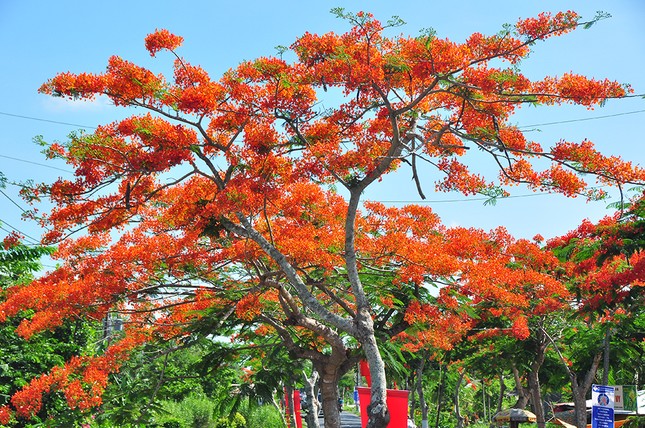 Ngỡ ngàng con đường hoa phượng tuyệt đẹp ở Hậu Giang ảnh 3