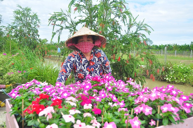Thủ phủ hoa lớn nhất miền Tây chuẩn bị gần 3 triệu giỏ hoa phục vụ Tết ảnh 2