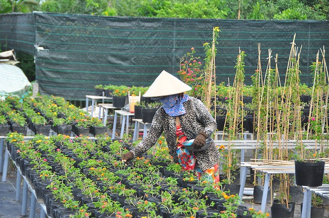 Thủ phủ hoa lớn nhất miền Tây chuẩn bị gần 3 triệu giỏ hoa phục vụ Tết ảnh 3