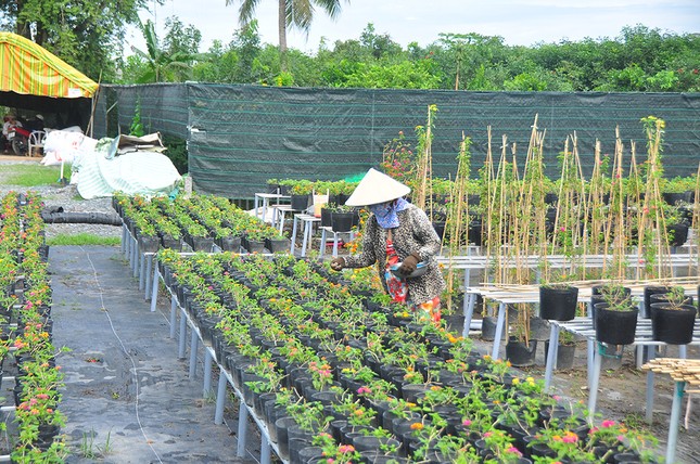 Thủ phủ hoa lớn nhất miền Tây chuẩn bị gần 3 triệu giỏ hoa phục vụ Tết ảnh 7