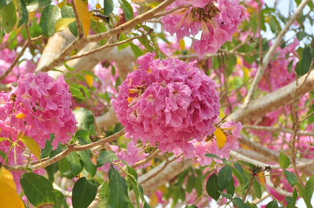 Con đường hoa kèn hồng ở miền Tây lung linh như phim Hàn thu hút giới trẻ ảnh 11