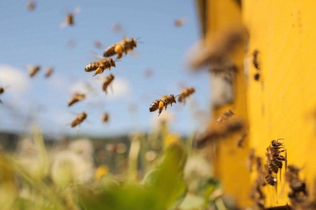 Bí mật thú vị về 'bãi yêu' ong mật đực đợi ong chúa đến giao phối ảnh 1