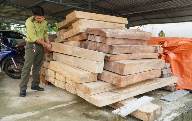 Tin mới vụ gỗ lậu trên đất của Trưởng phòng Nội vụ ở Quảng Nam ảnh 2