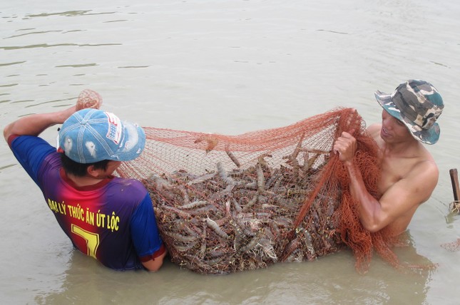 Bắt giam 9 người trộm cắp hàng tấn tôm ảnh 2