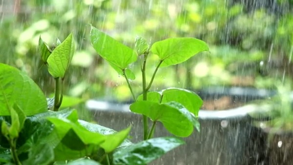 Muốn đón những cơn mưa, bạn cần chuẩn bị từ mùa khô ảnh 3