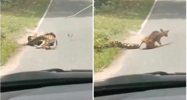Netizen Thái tranh cãi dữ dội về hành động cứu con nai đang bị trăn siết ảnh 2