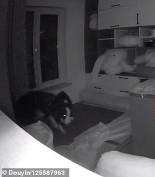 Xem lại camera gia đình, cô gái bất ngờ khi biết chú chó ở nhà làm những gì khi cô đi làm ảnh 4