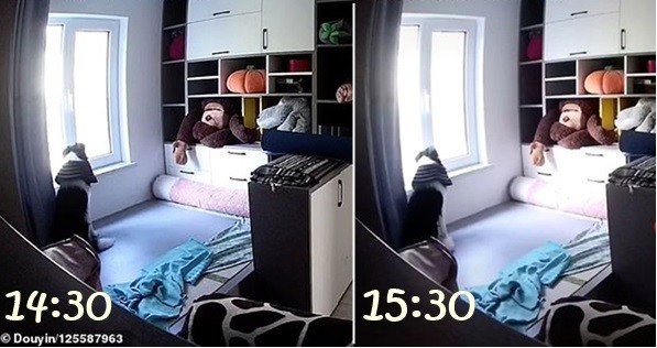 Xem lại camera gia đình, cô gái bất ngờ khi biết chú chó ở nhà làm những gì khi cô đi làm ảnh 3