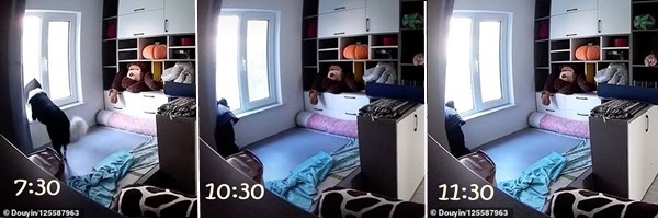 Xem lại camera gia đình, cô gái bất ngờ khi biết chú chó ở nhà làm những gì khi cô đi làm ảnh 2