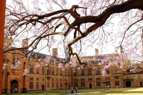 Tin vui: Đại học Sydney (Úc) mở rộng danh sách trường THPT được tuyển thẳng tại Việt Nam ảnh 1
