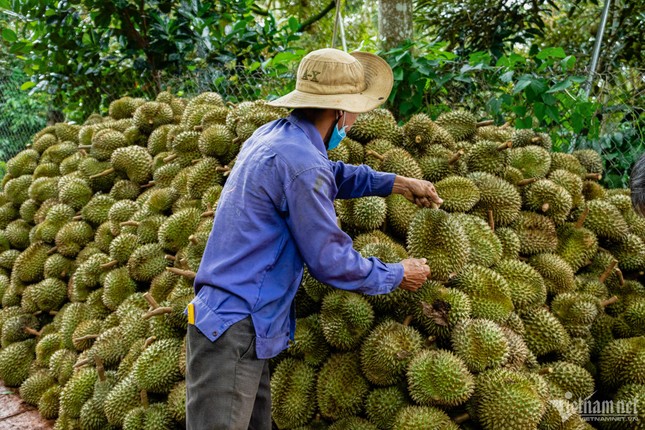 'Chiếc bánh' sầu riêng 20 tỷ USD: 4 nước chia phần, ưu thế nổi trội của Việt Nam ảnh 2