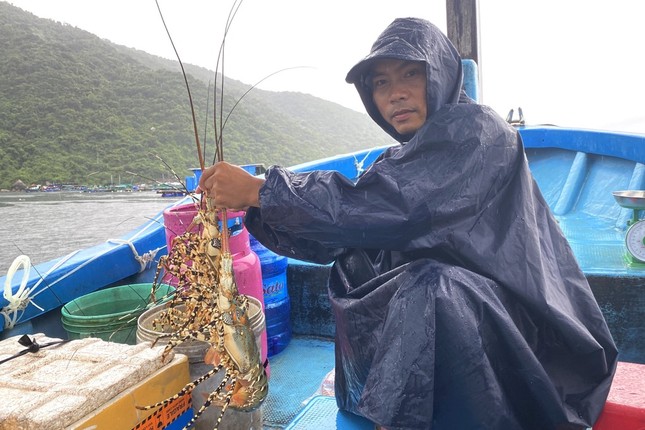 100 tấn tôm hùm bông bán không ai mua, nông dân lại 'ngồi trên lửa' ảnh 3