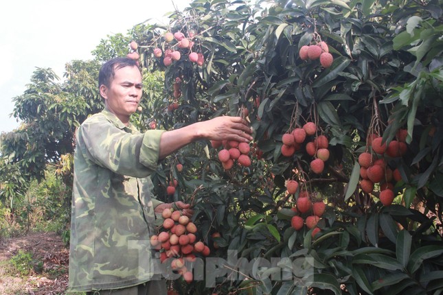 Nhật Bản cấp bằng bảo hộ chỉ dẫn địa lý cho vải thiều tỉnh Bắc Giang ảnh 1