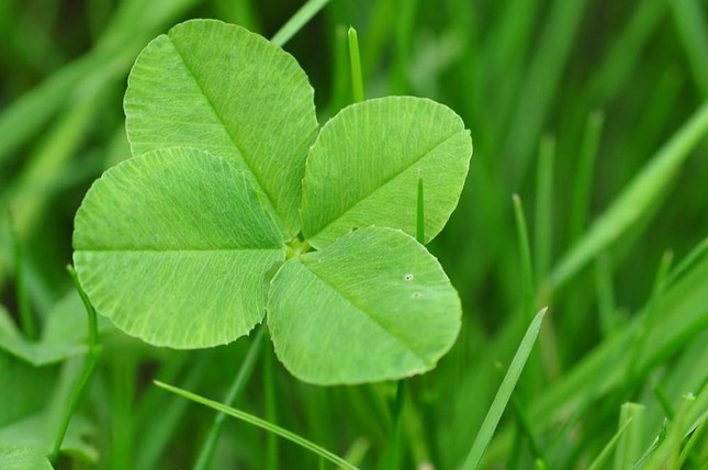 May mắn là một khả năng có thể học hỏi, và đây là cách giúp bạn nắm bắt may mắn của mình ảnh 2
