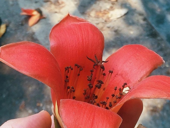 Bất chấp mùa dịch, Hà Nội vẫn đẹp nao lòng khi cây cối đua nhau khoe sắc ảnh 6