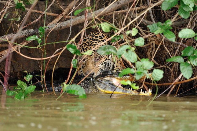 Aterradora escena de leopardo moteado corriendo hacia el río para morder a un cocodrilo hasta matarlo foto 6