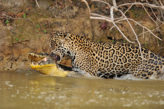 Aterradora escena de leopardo moteado corriendo hacia el río para morder a un cocodrilo hasta matarlo foto 4