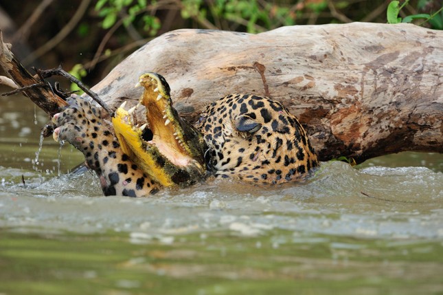 Aterradora escena de leopardo moteado corriendo hacia el río para morder a un cocodrilo hasta matarlo foto 5