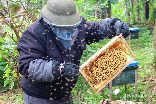 Ong ăn thịt, ong mật Việt Nam biết dùng công cụ, phân ong suýt gây đối đầu Chiến tranh Lạnh ảnh 7