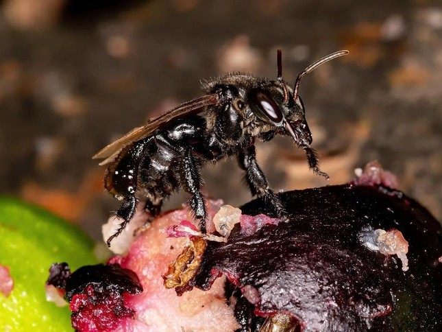 Ong ăn thịt, ong mật Việt Nam biết dùng công cụ, phân ong suýt gây đối đầu Chiến tranh Lạnh ảnh 3