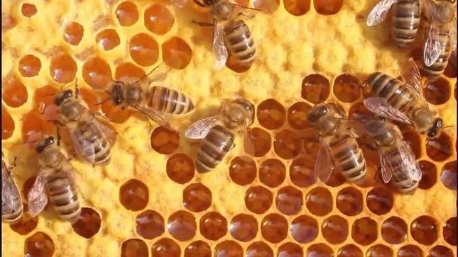 Ong ăn thịt, ong mật Việt Nam biết dùng công cụ, phân ong suýt gây đối đầu Chiến tranh Lạnh ảnh 8