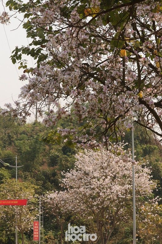 Xuân này ghé Điện Biên: Sắc ban trắng vẽ nên một “nàng thơ” Tây Bắc mộng mơ ảnh 1