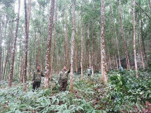 Trồng 1 tỷ cây xanh: Tránh chạy theo phong trào, 'trồng 10, chết 9' ảnh 2