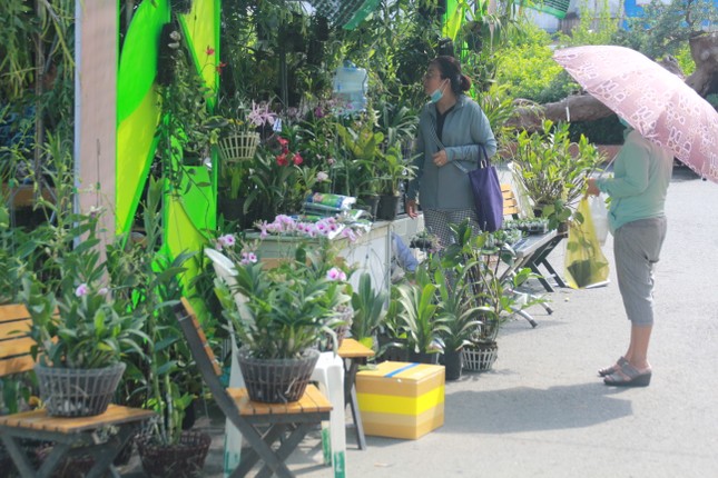 Mê mải với kỳ hoa, dị thảo ở 'vương quốc' hoa Gò Vấp ảnh 4