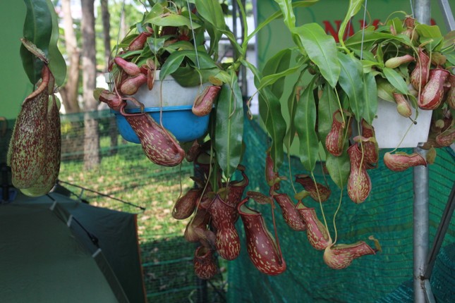 Mê mải với kỳ hoa, dị thảo ở 'vương quốc' hoa Gò Vấp ảnh 9