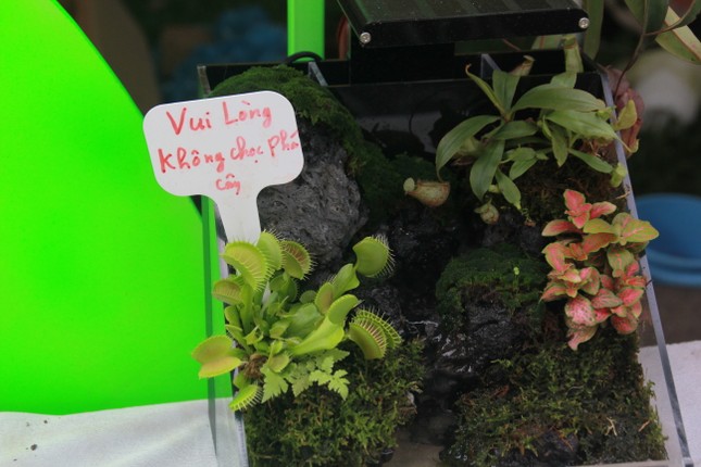 Mê mải với kỳ hoa, dị thảo ở 'vương quốc' hoa Gò Vấp ảnh 6