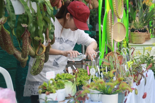 Mê mải với kỳ hoa, dị thảo ở 'vương quốc' hoa Gò Vấp ảnh 7