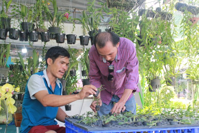 Mê mải với kỳ hoa, dị thảo ở 'vương quốc' hoa Gò Vấp ảnh 5